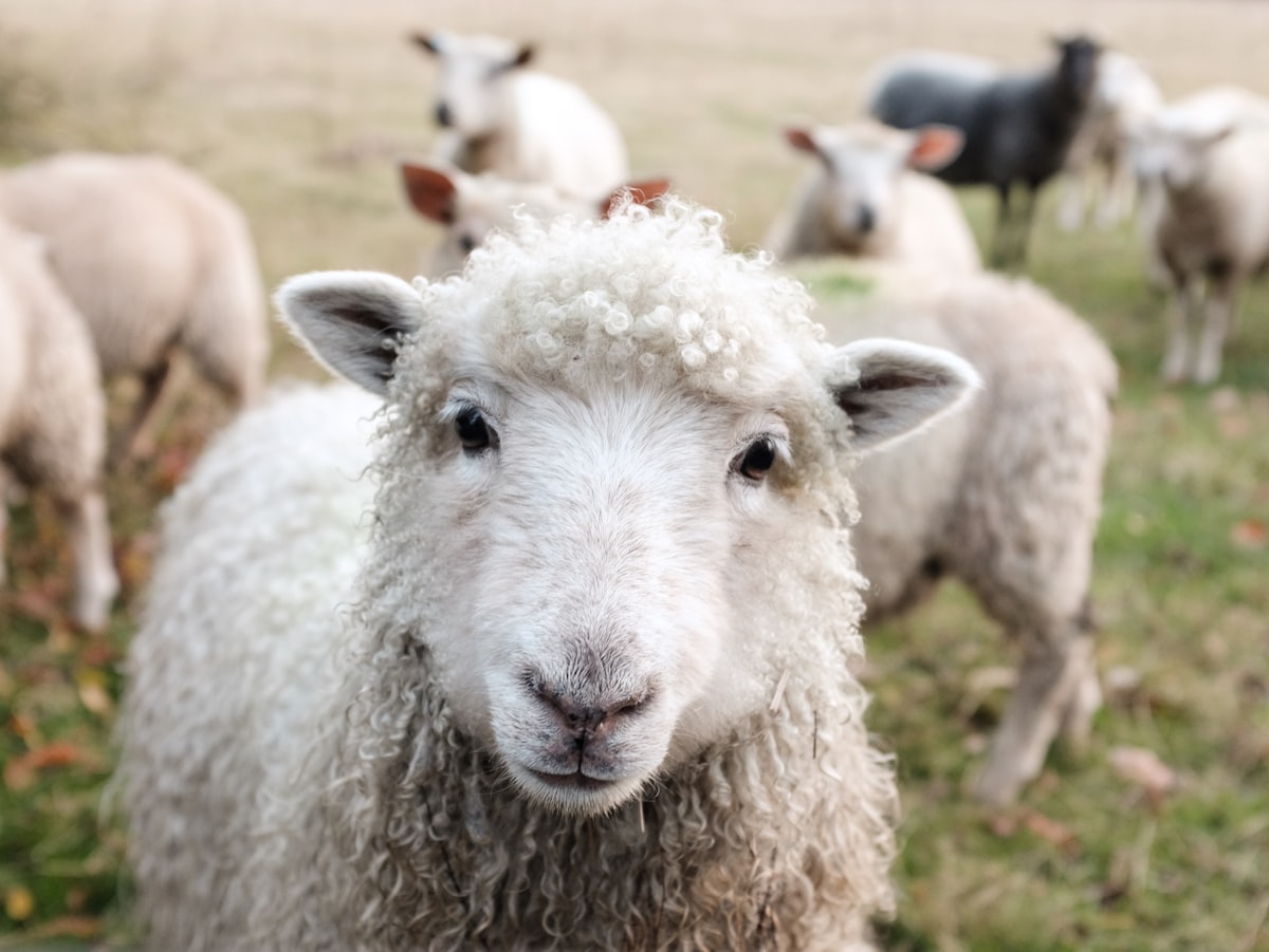 Farm-raised sheep